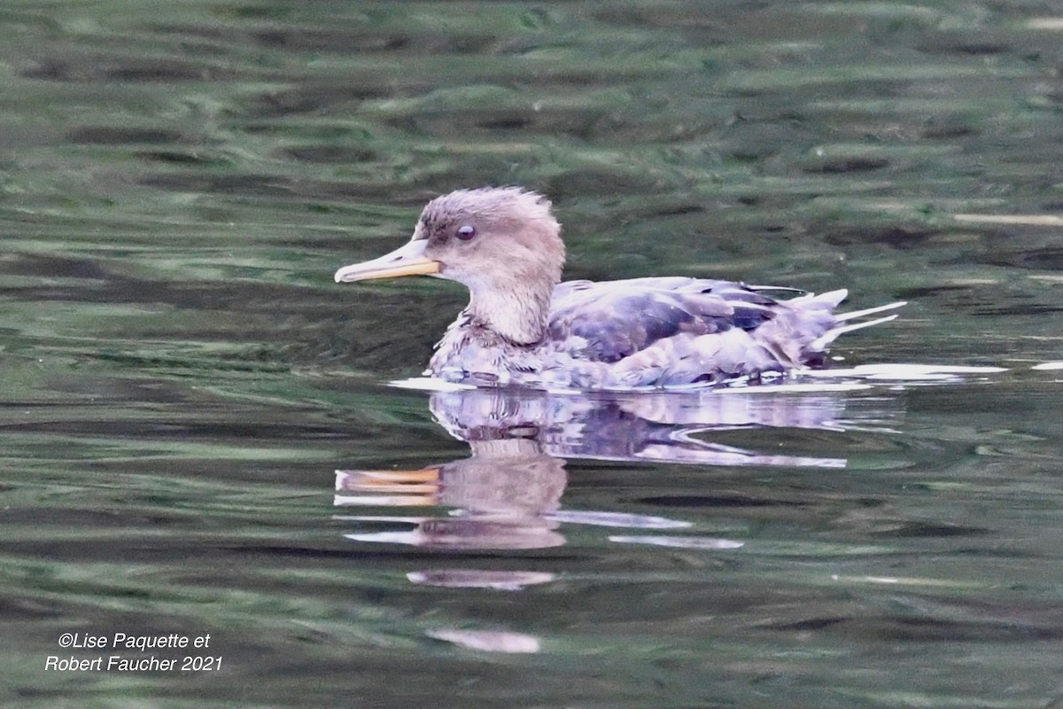 Hooded Merganser - ML372068421