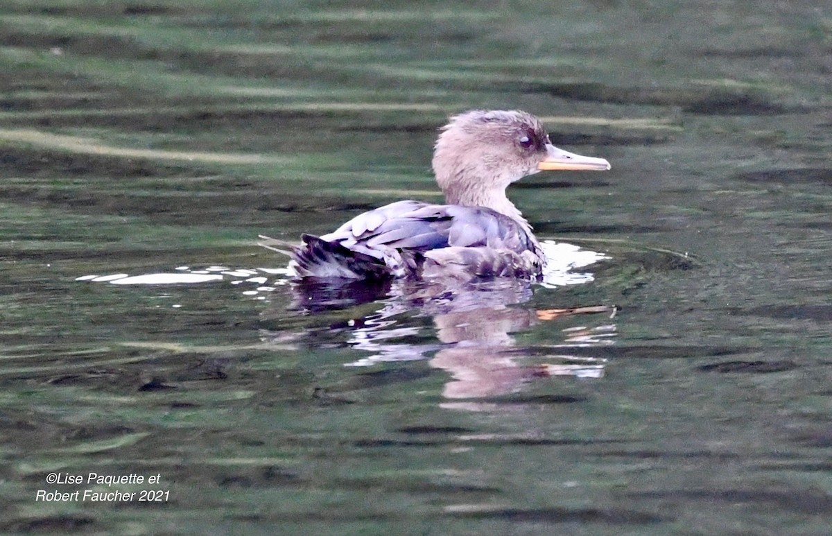 Hooded Merganser - ML372068431