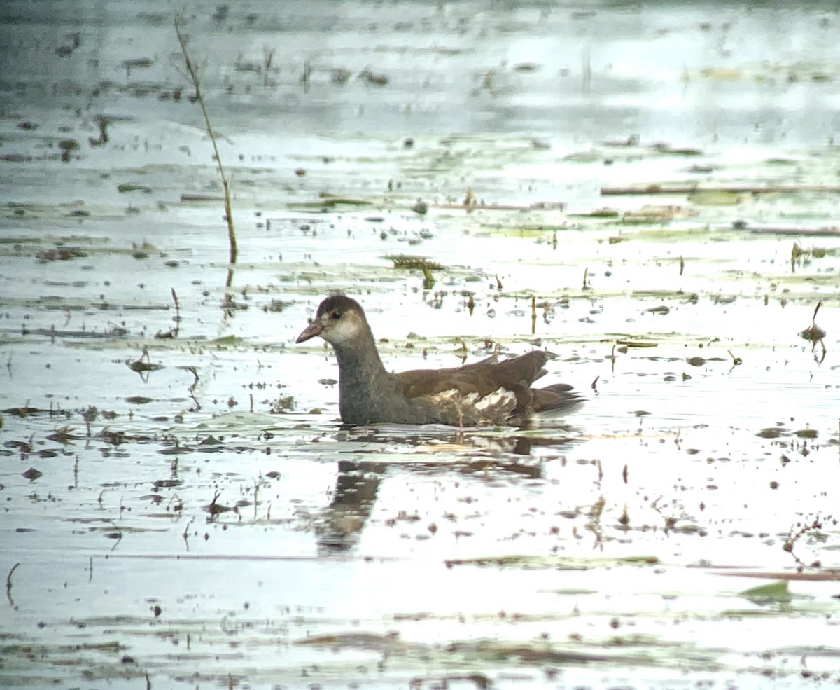 Gallinule d'Amérique - ML372069891