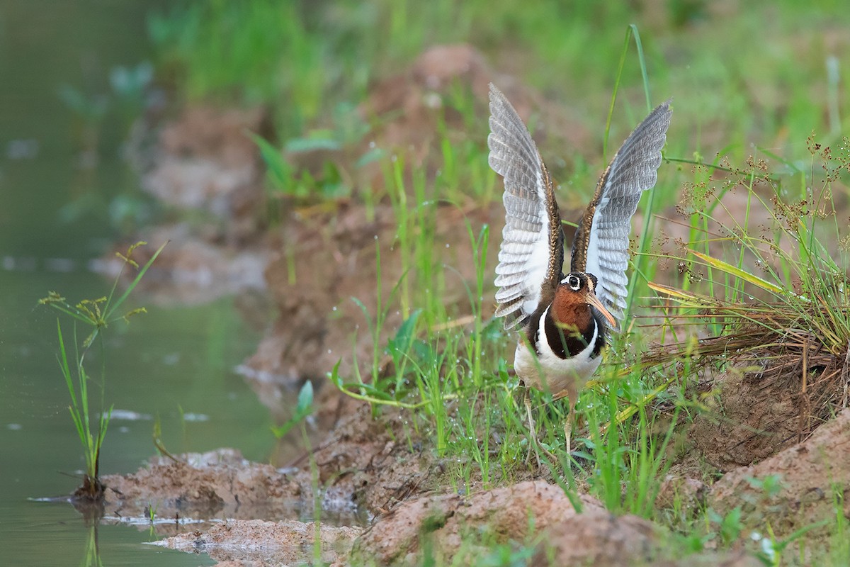 Greater Painted-Snipe - ML372070271