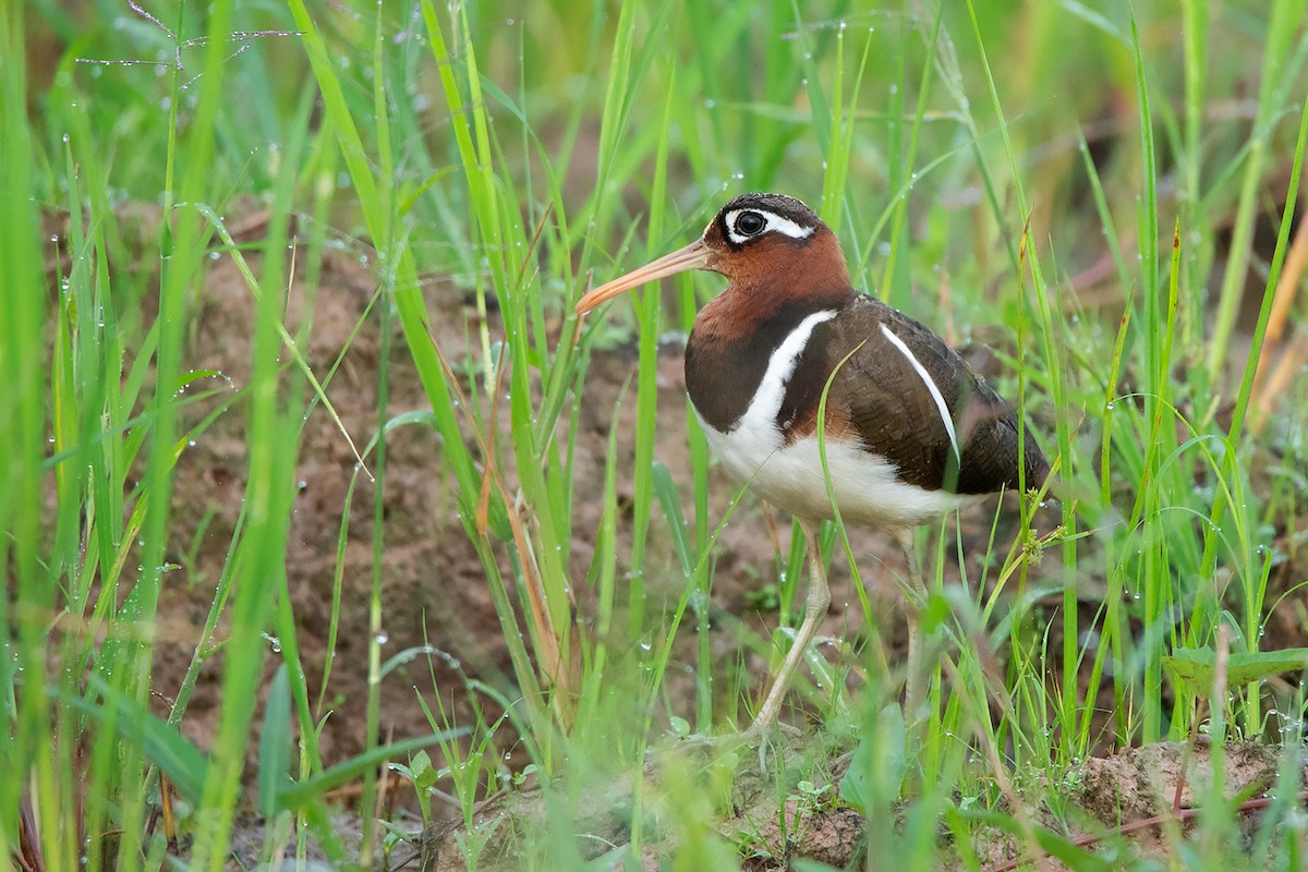 Greater Painted-Snipe - Ayuwat Jearwattanakanok