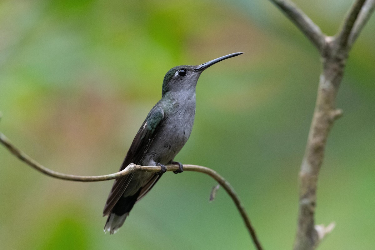 Gray-breasted Sabrewing - Preston Sowell