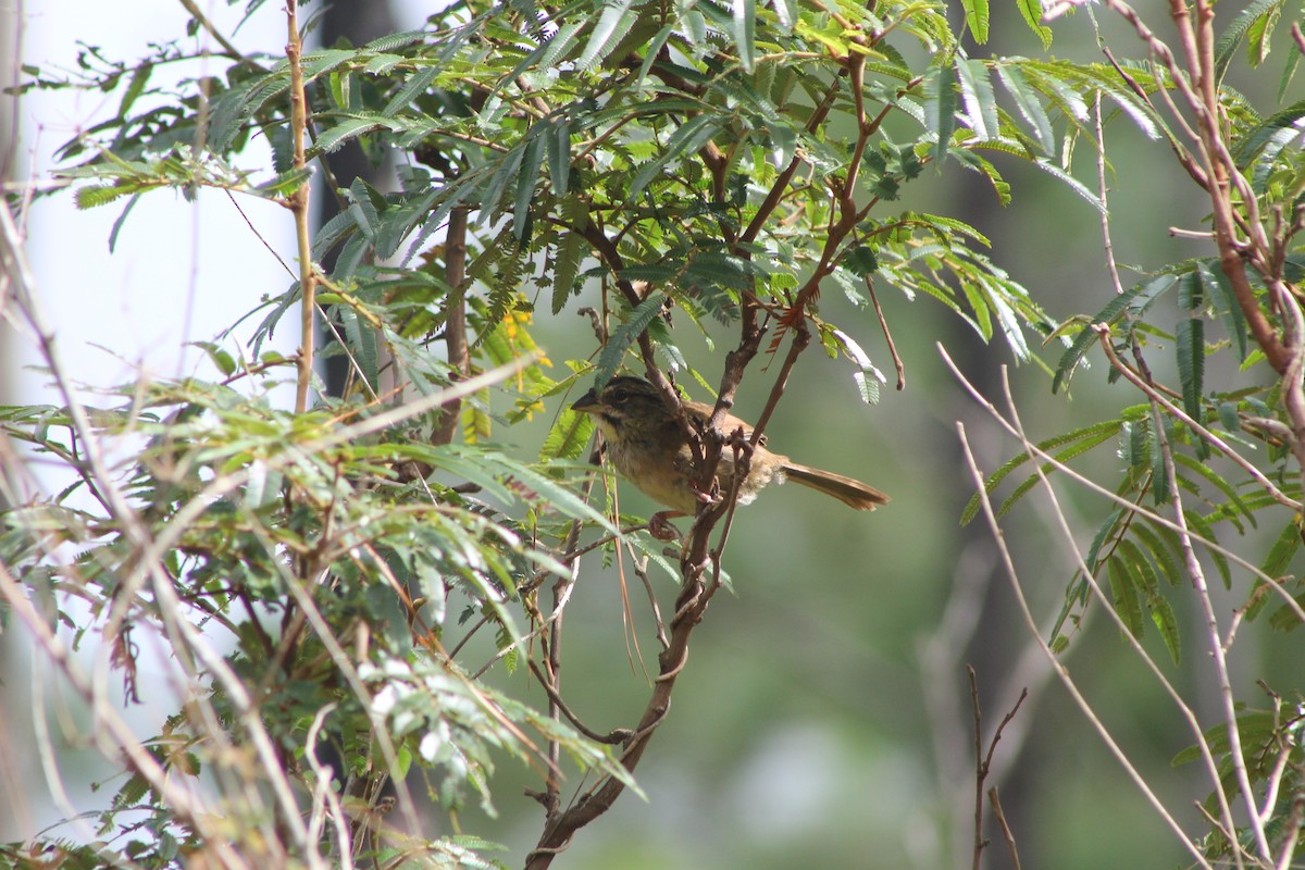 Rusty Sparrow - ML372073901