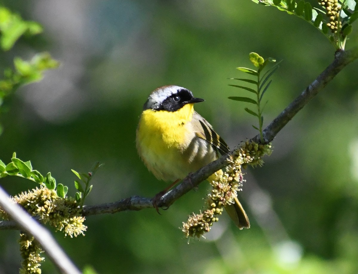 Common Yellowthroat - ML372075711
