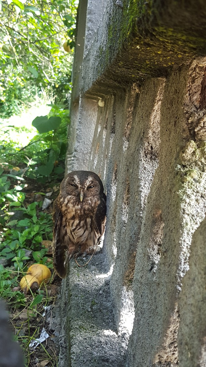 Mottled Owl - ML37207581