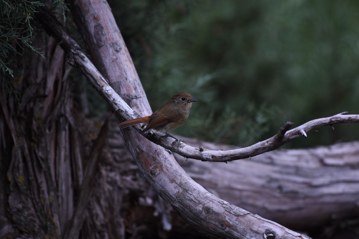 Rusty-tailed Flycatcher - ML372076631