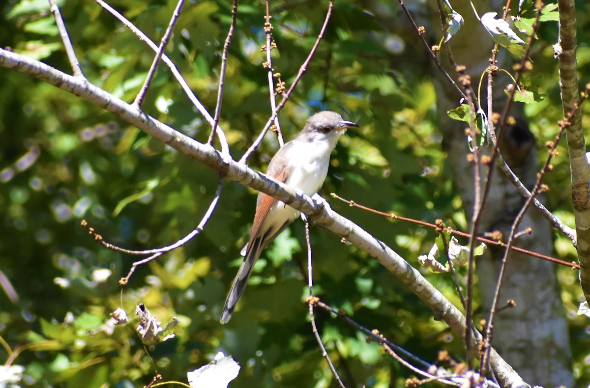 Yellow-billed Cuckoo - ML372077421