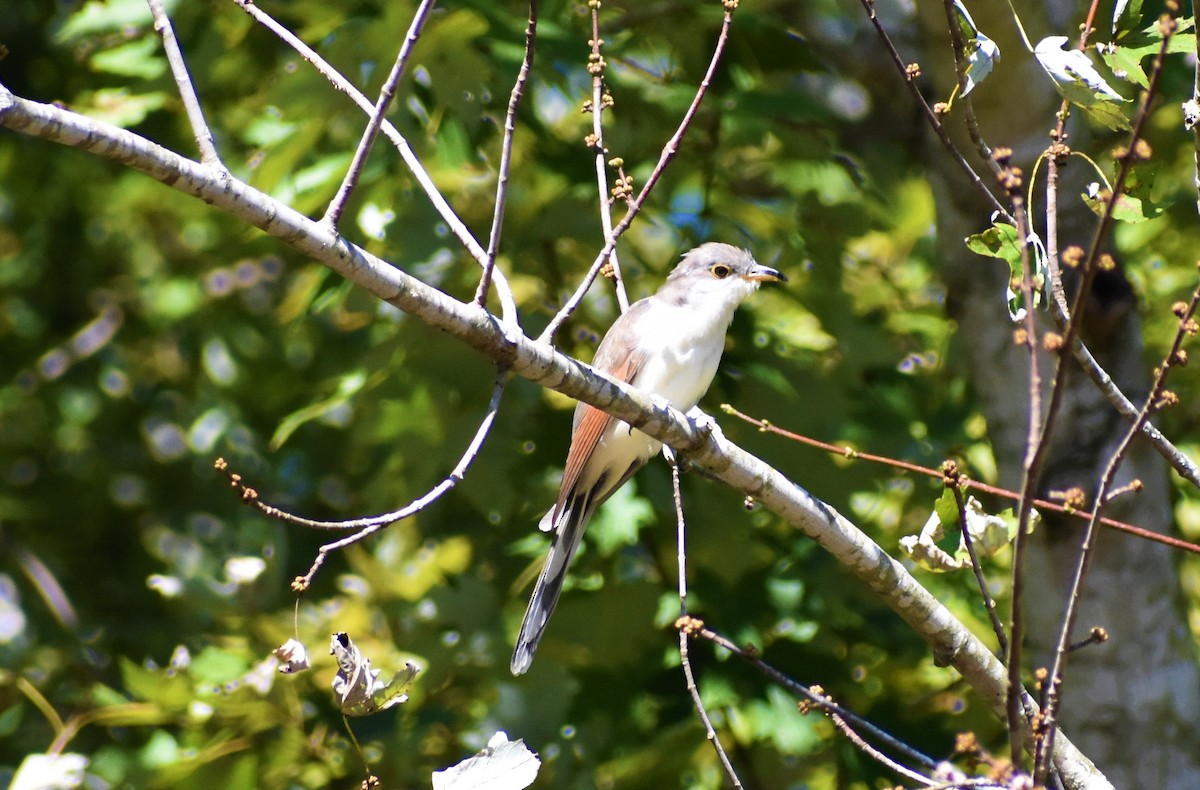 Yellow-billed Cuckoo - ML372077601