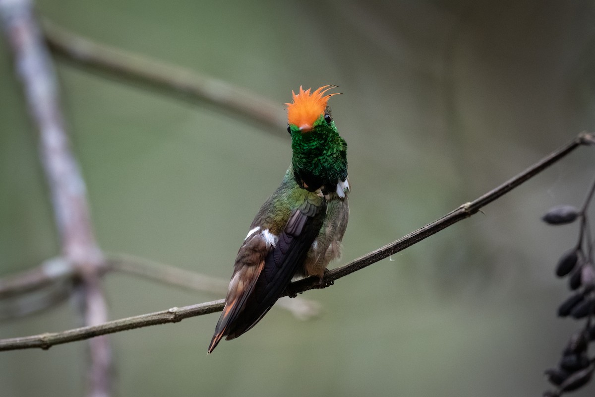 Rufous-crested Coquette - ML372077961