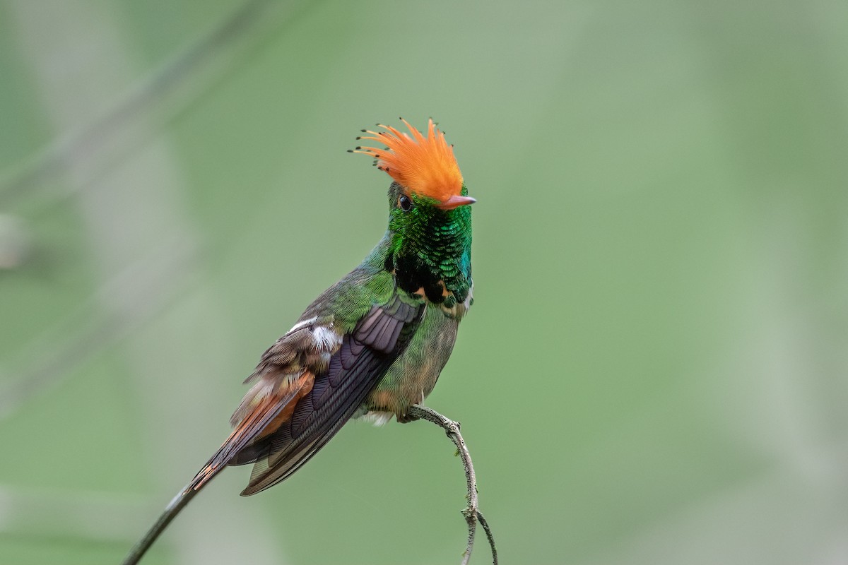 Rufous-crested Coquette - ML372077981