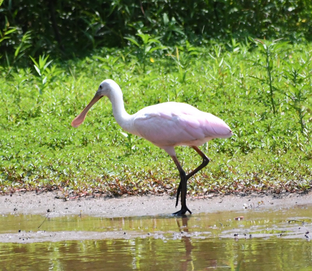 Roseate Spoonbill - ML372078171