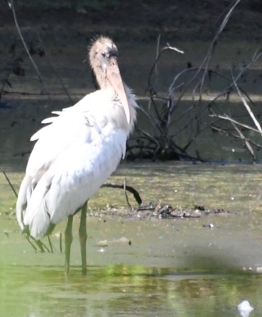 Wood Stork - Laura Lipps