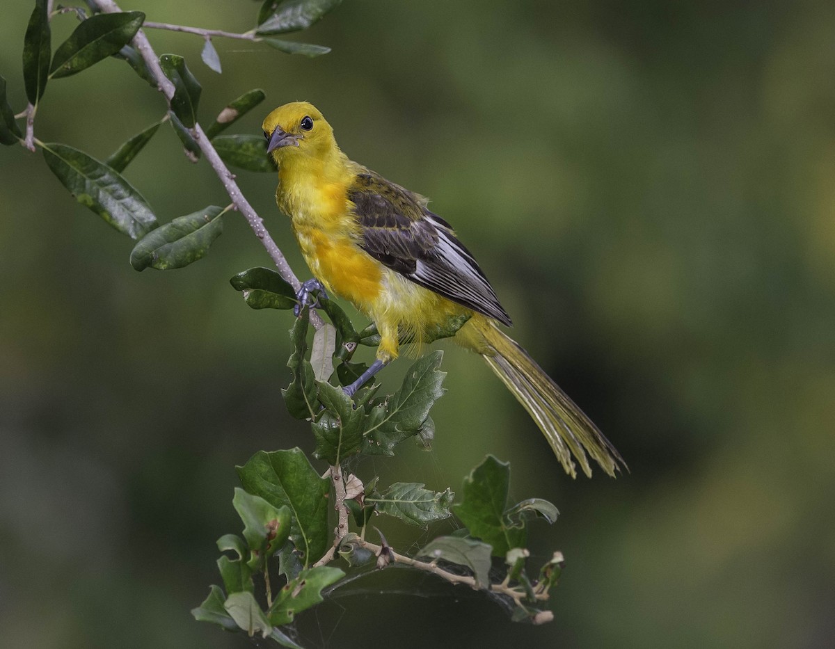 Spot-breasted Oriole - ML37207971