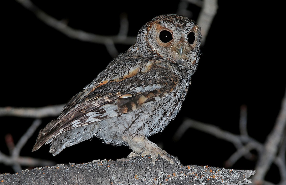 Flammulated Owl - ML372080571