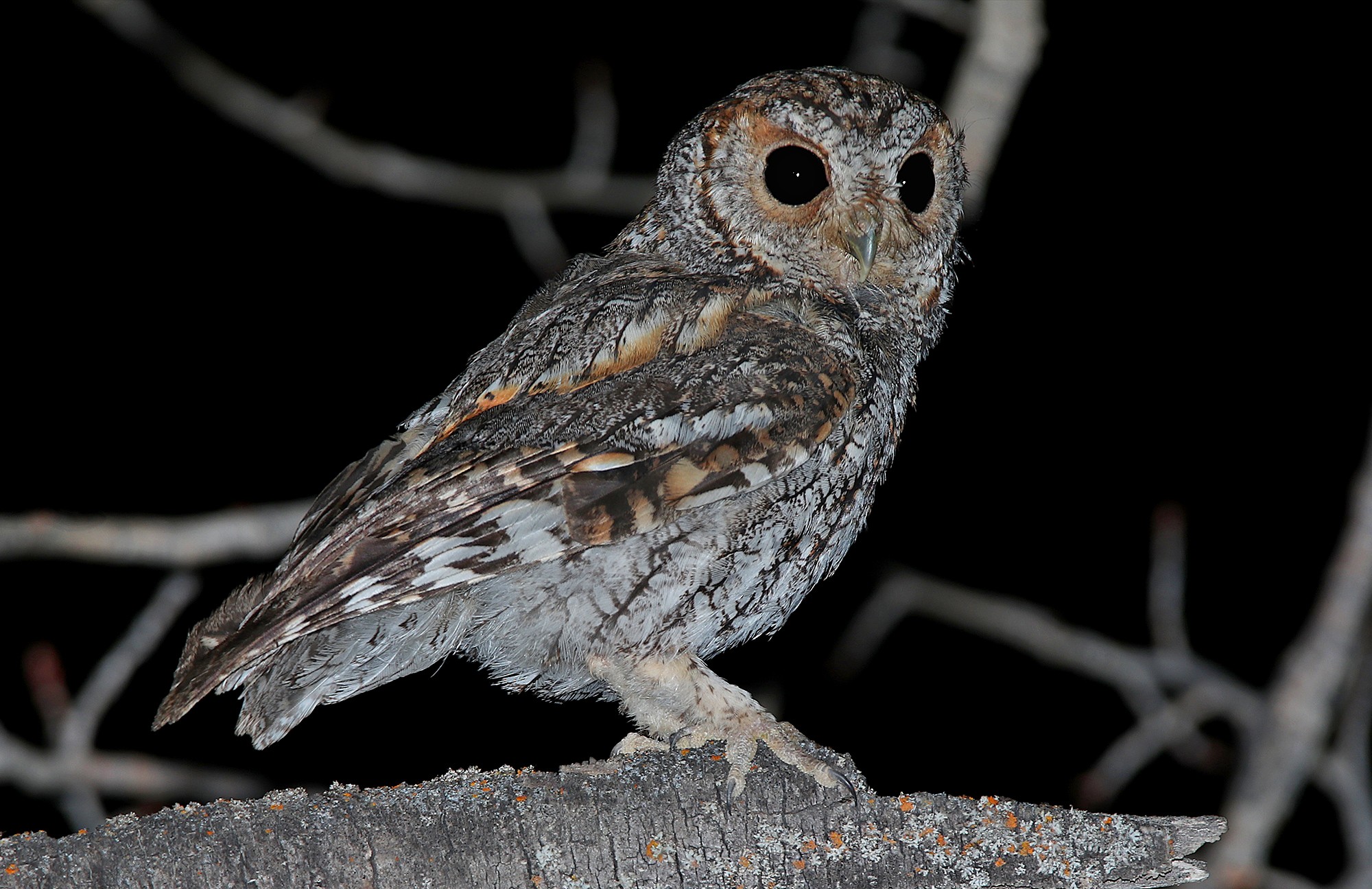 Flammulated Owl