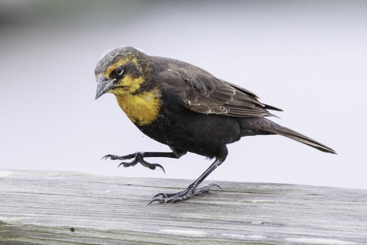 Yellow-headed Blackbird - ML372081071