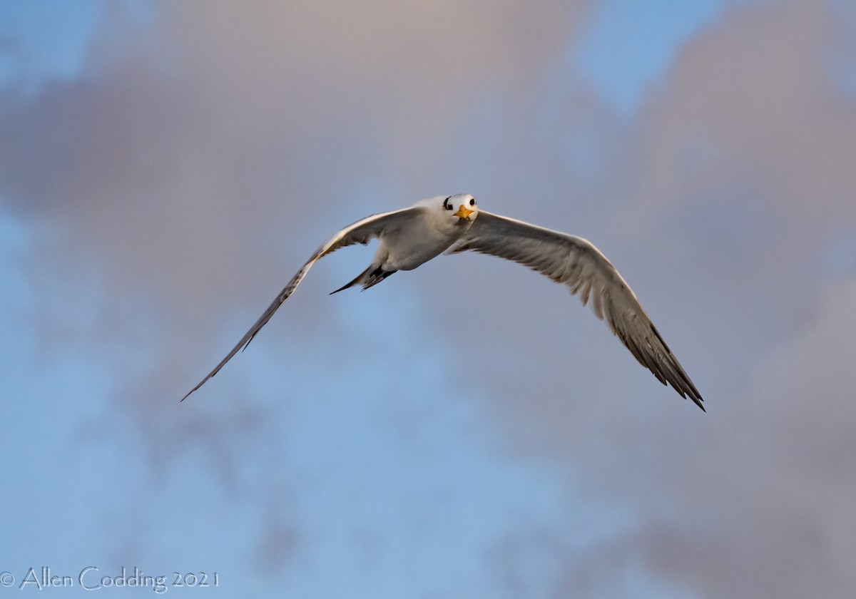 Royal Tern - allen codding