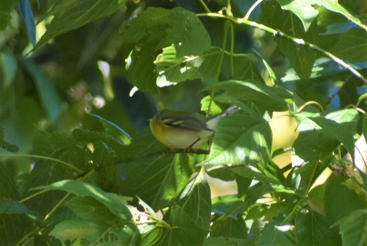 Northern Parula - ML372083611