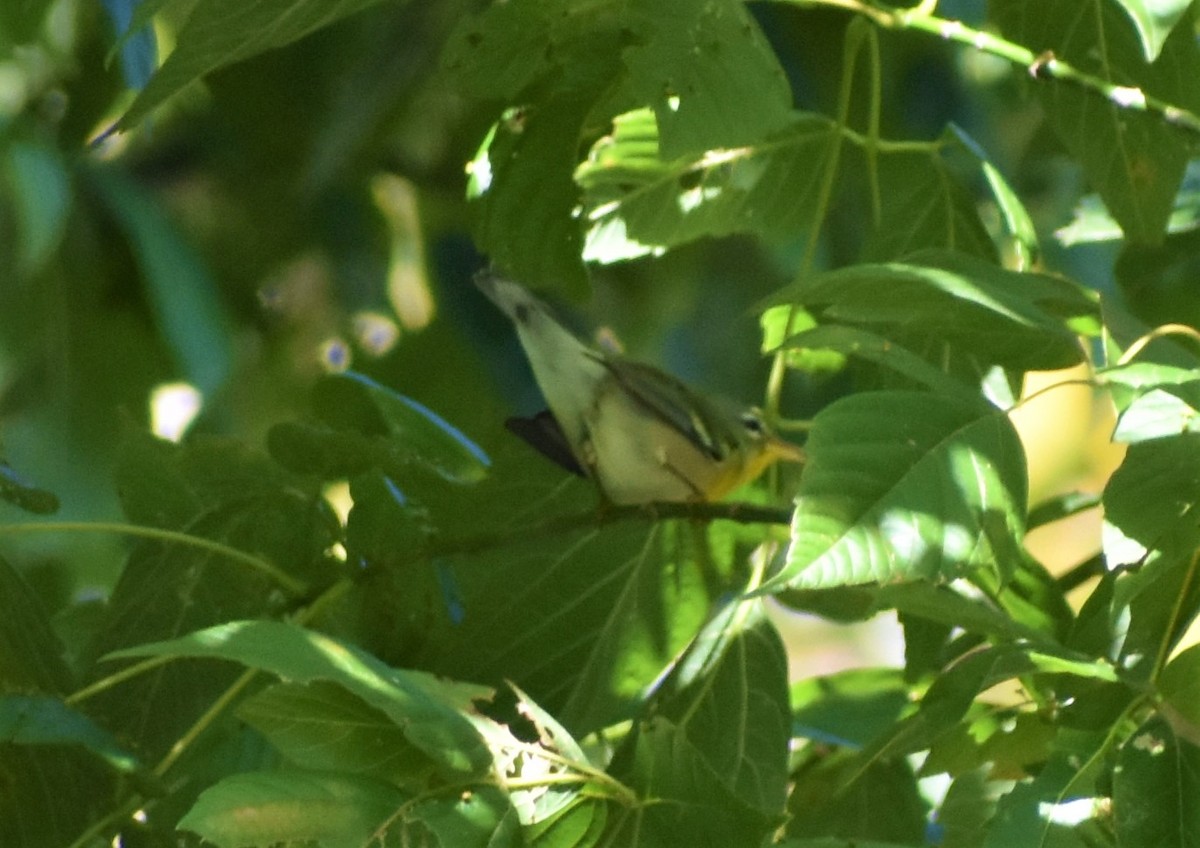 Parula Norteña - ML372083651