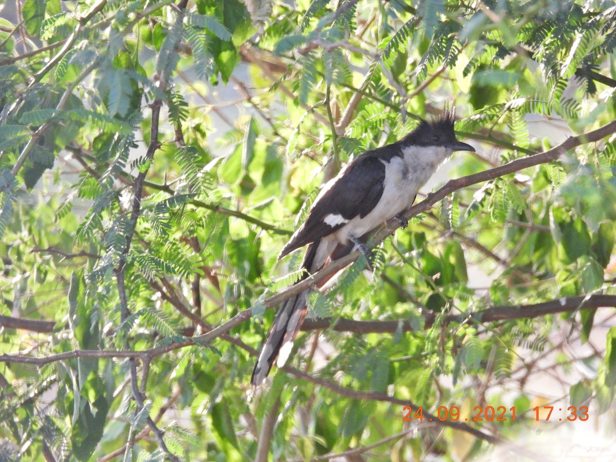 Pied Cuckoo - Sudip Simha