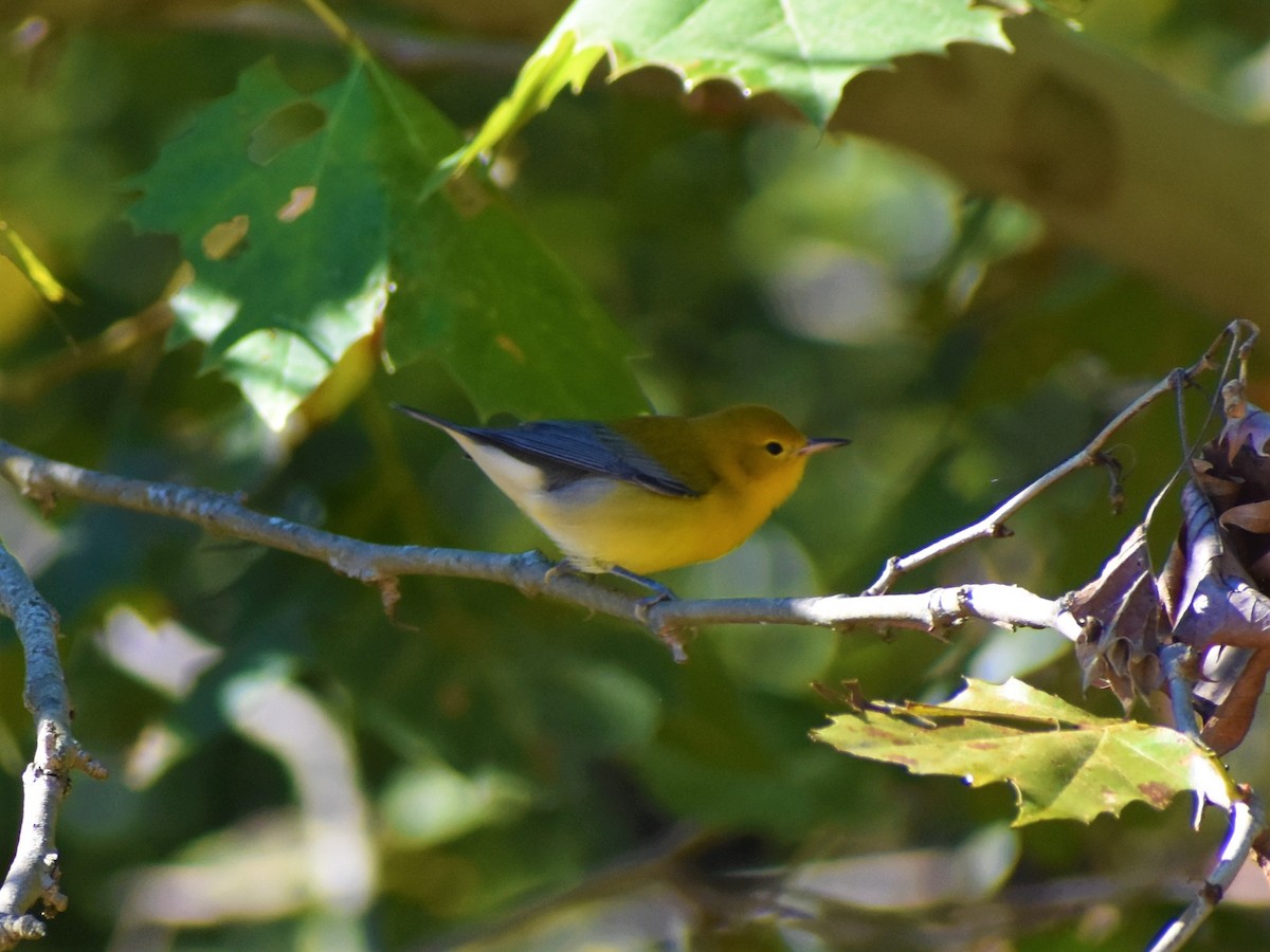 Prothonotary Warbler - ML372084981