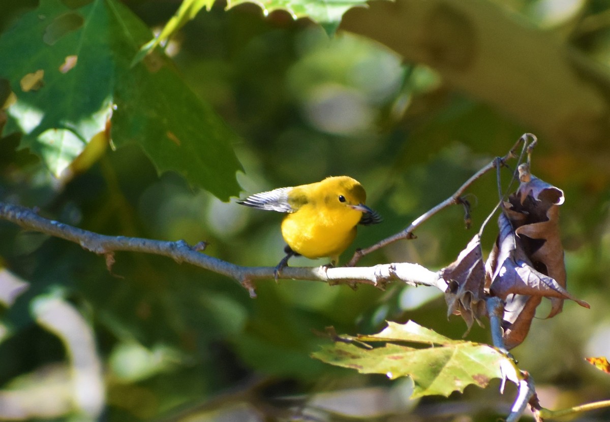 Prothonotary Warbler - ML372085381