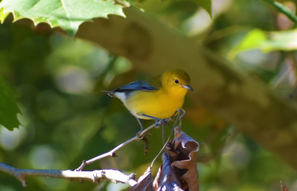 Prothonotary Warbler - ML372086021