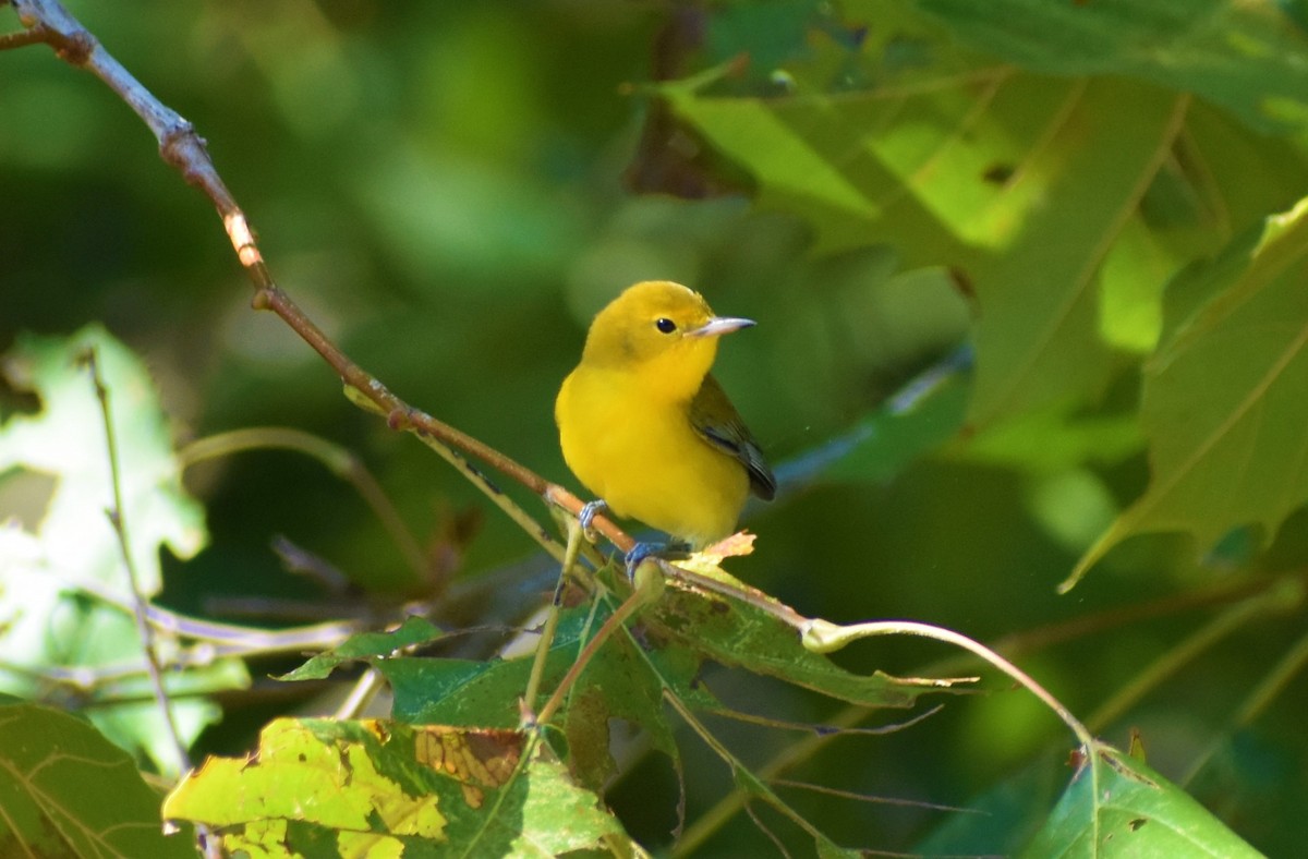 Prothonotary Warbler - ML372086631
