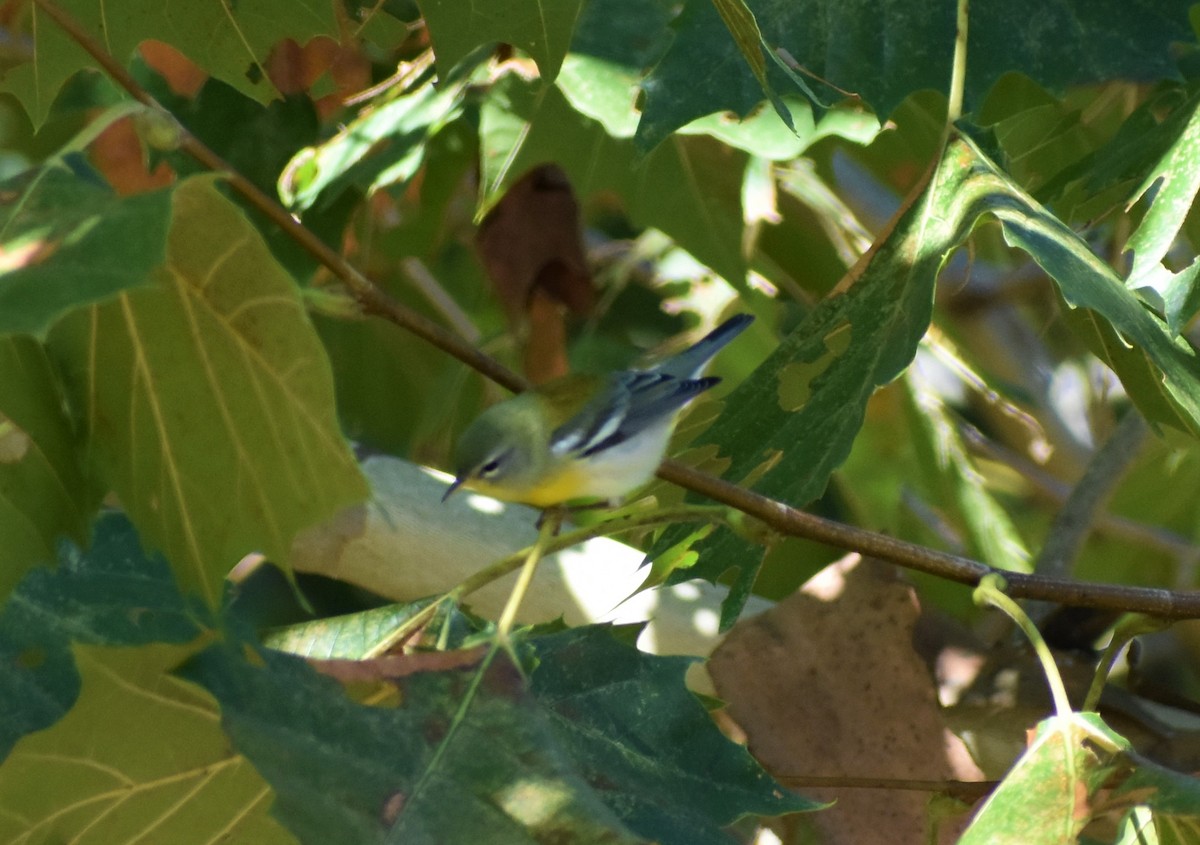 Northern Parula - ML372087111