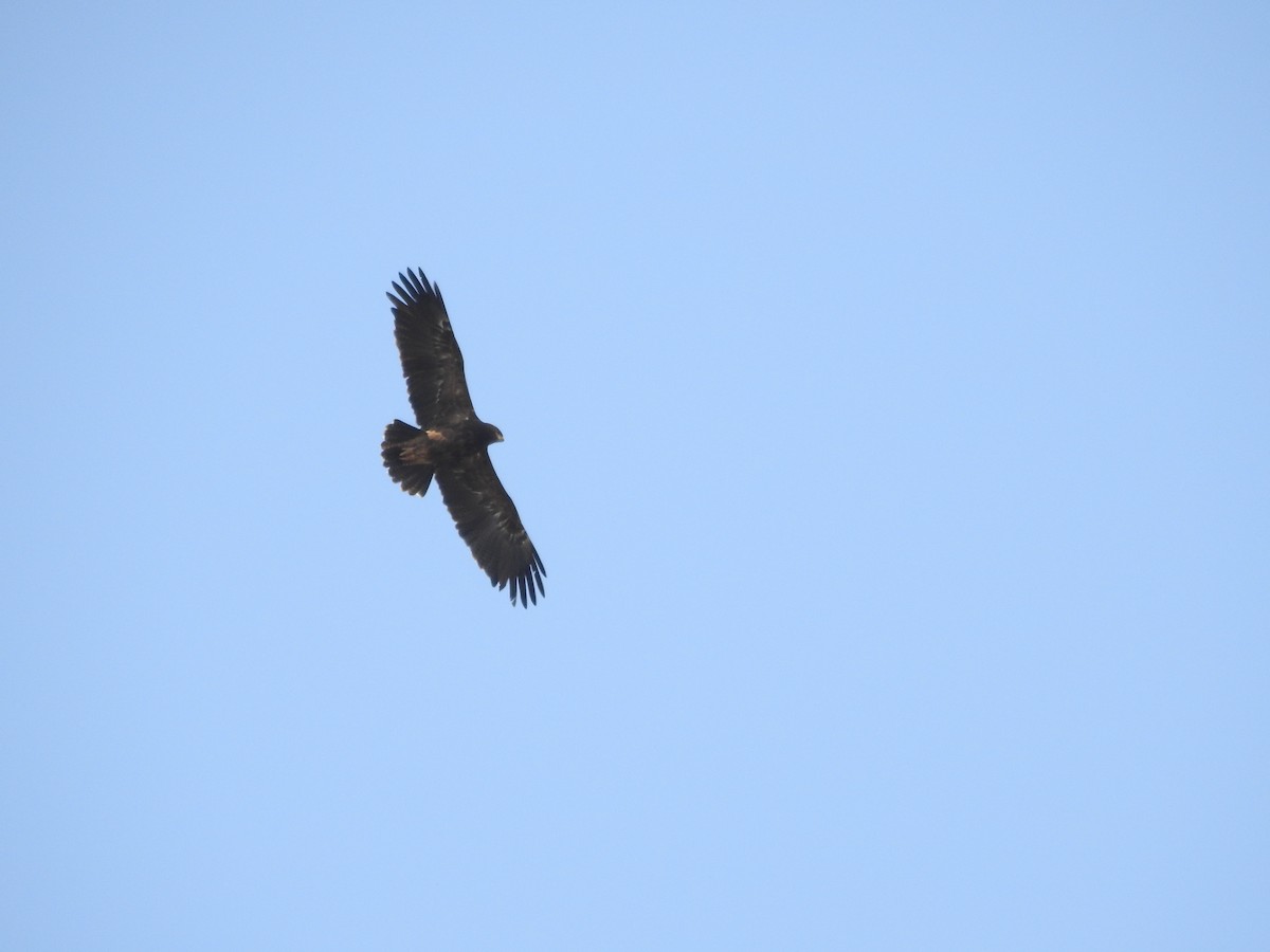 Lesser Spotted Eagle - ML372087451