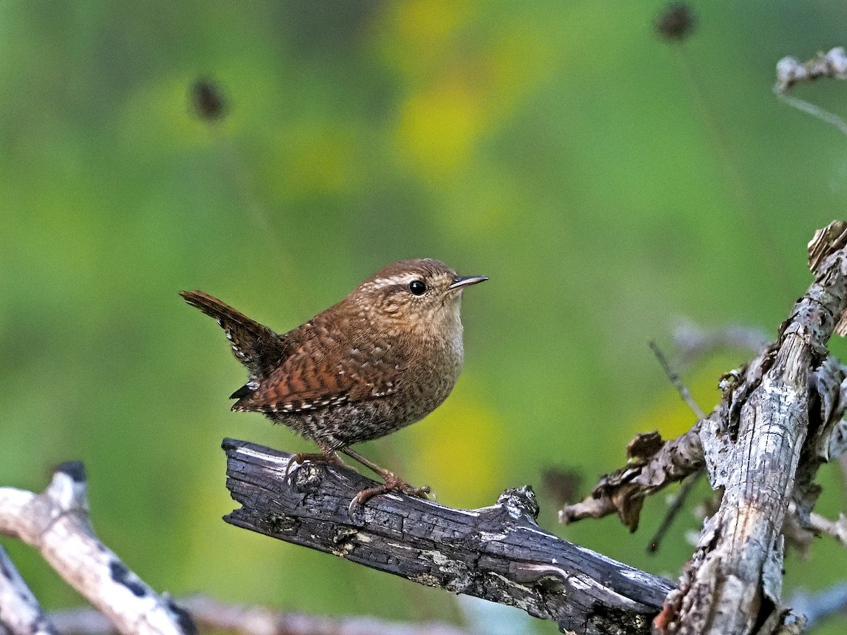 Winterzaunkönig - ML372089161