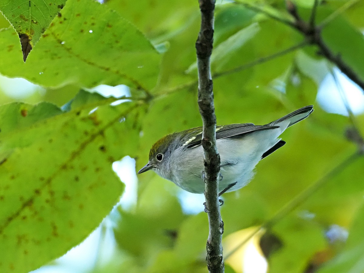 Chestnut-sided Warbler - Gary Mueller