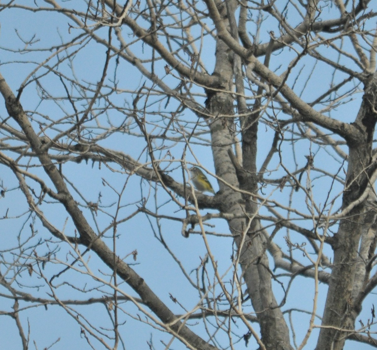 Blue-headed Vireo - ML372089291