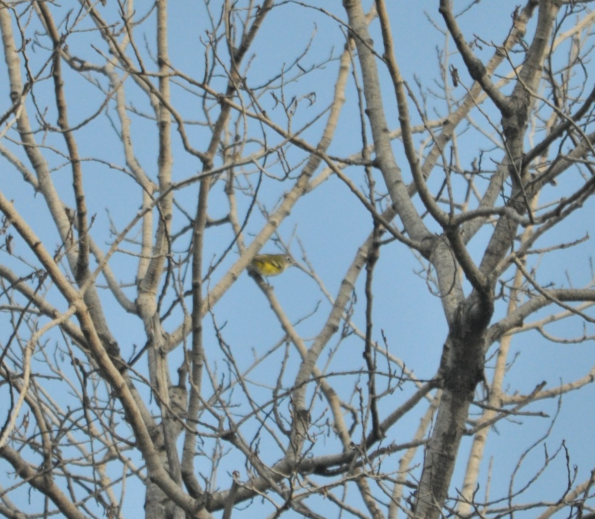 Blue-headed Vireo - ML372089511