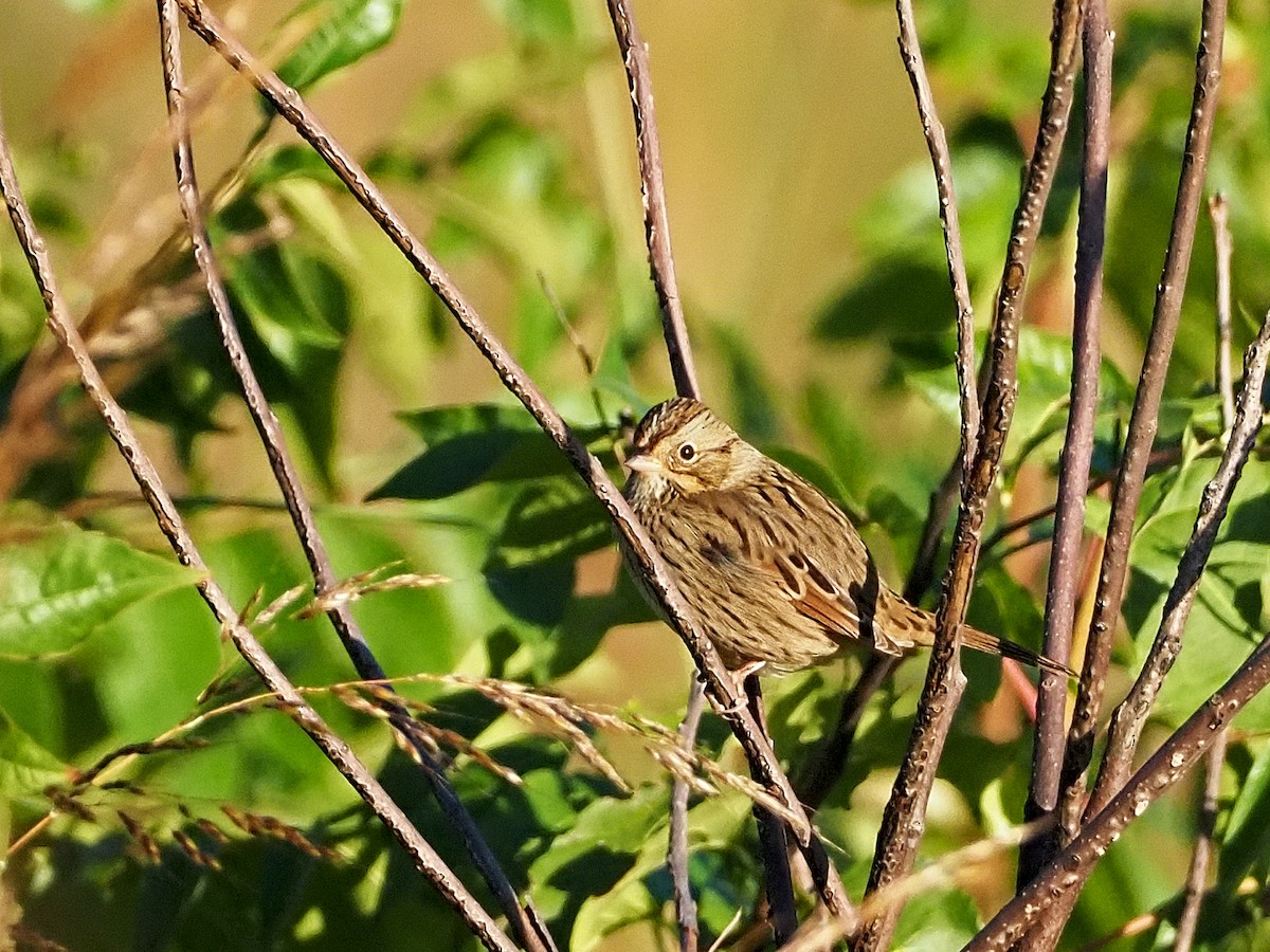 Lincoln's Sparrow - ML372090161