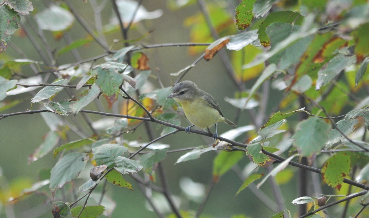 Philadelphia Vireo - ML372091121