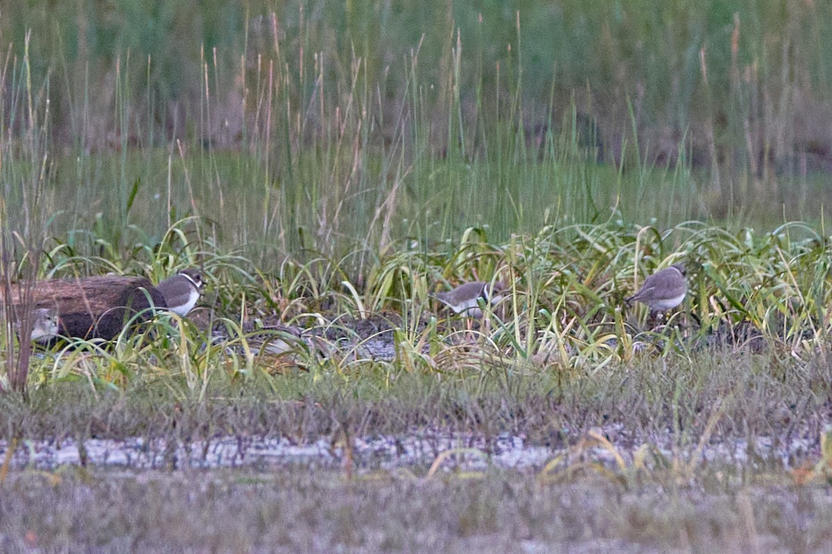 Semipalmated Plover - ML372091151