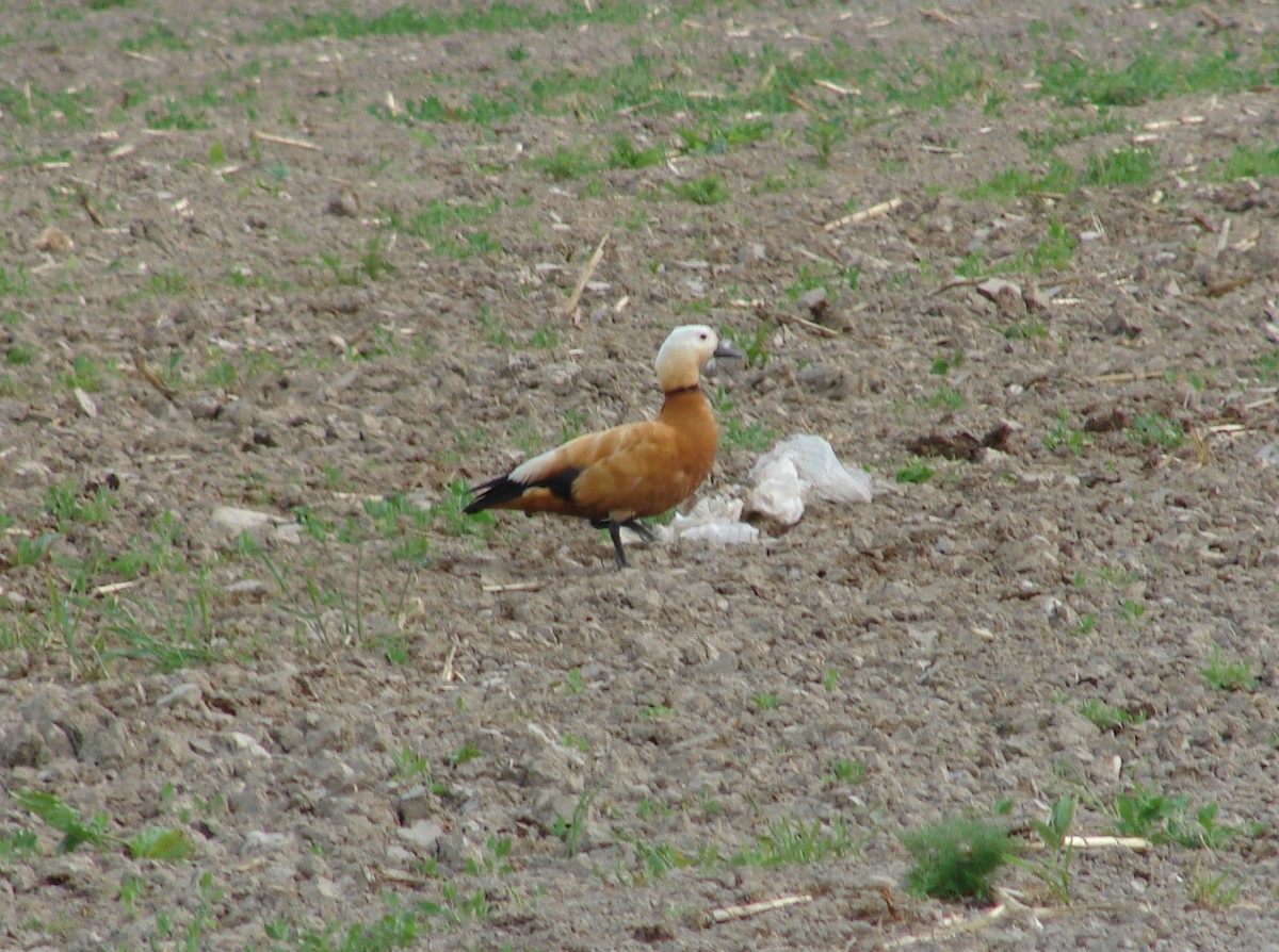 Ruddy Shelduck - ML37209151