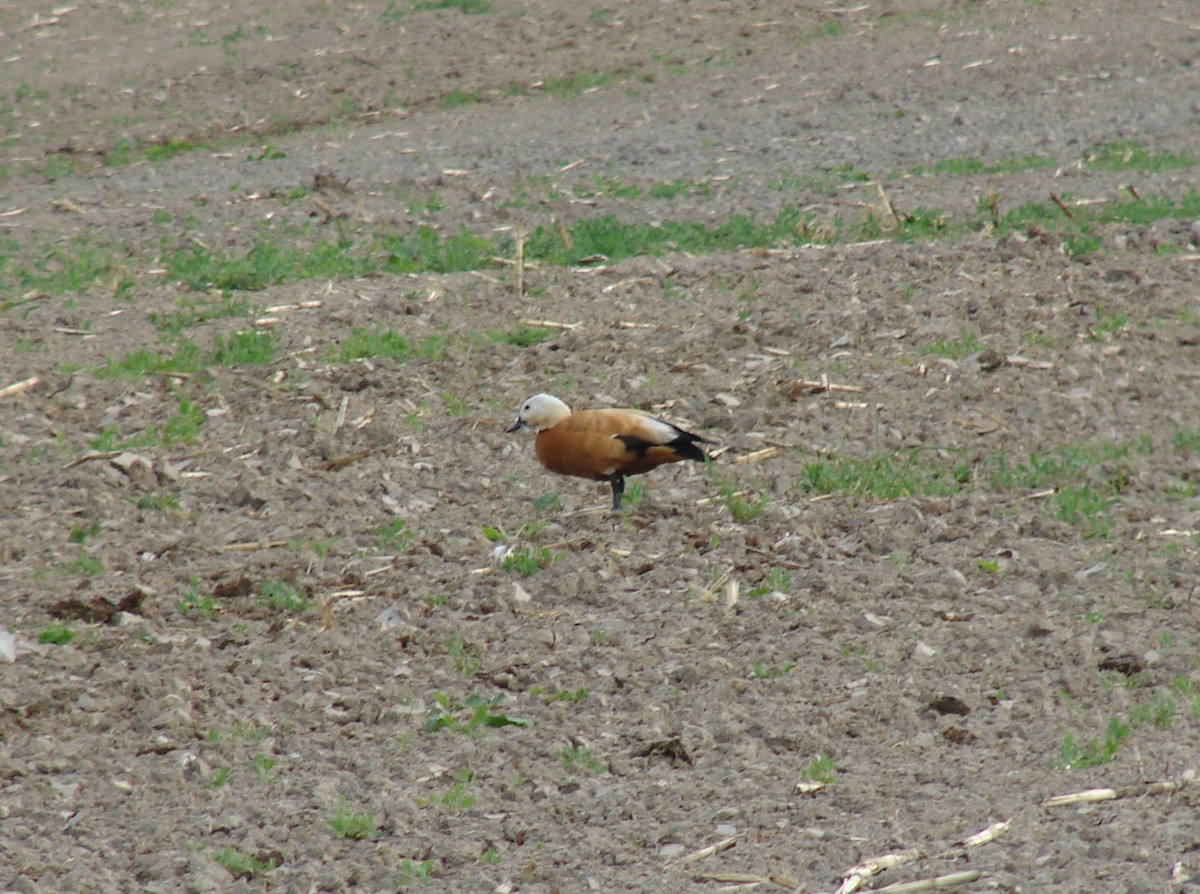 Ruddy Shelduck - ML37209171