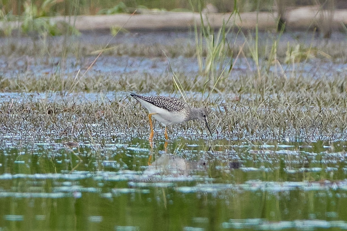 Lesser Yellowlegs - ML372093441