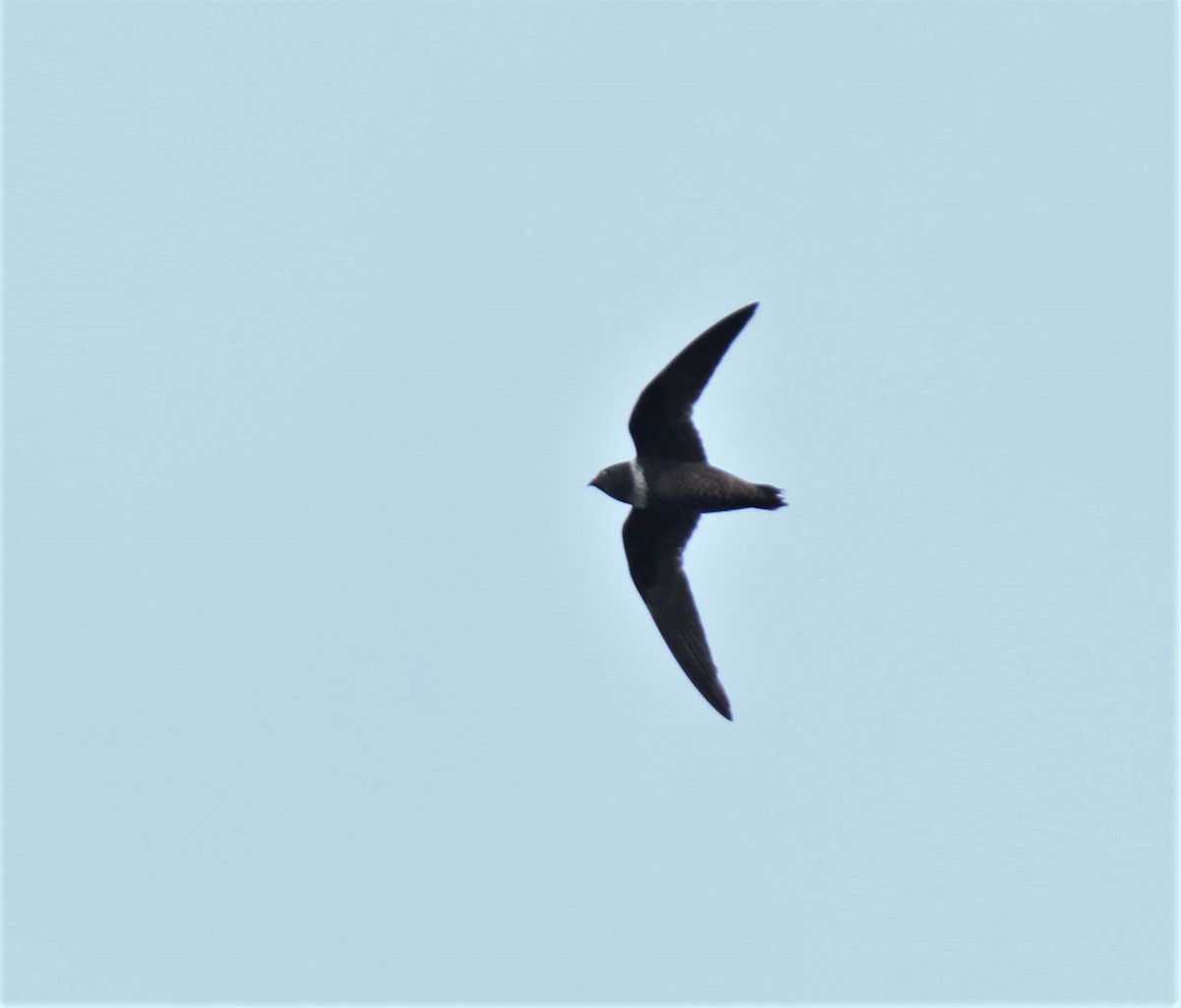 White-collared Swift - ML372093961