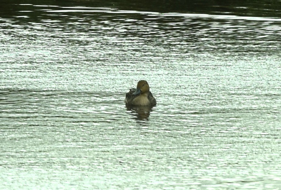 Northern Pintail - ML372094351