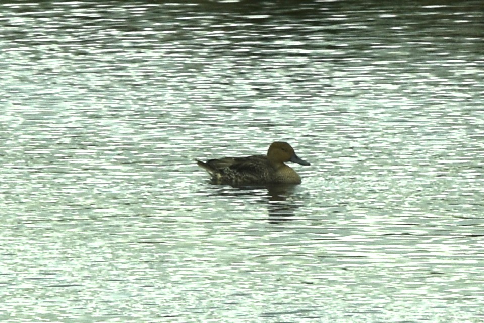 Northern Pintail - ML372094371