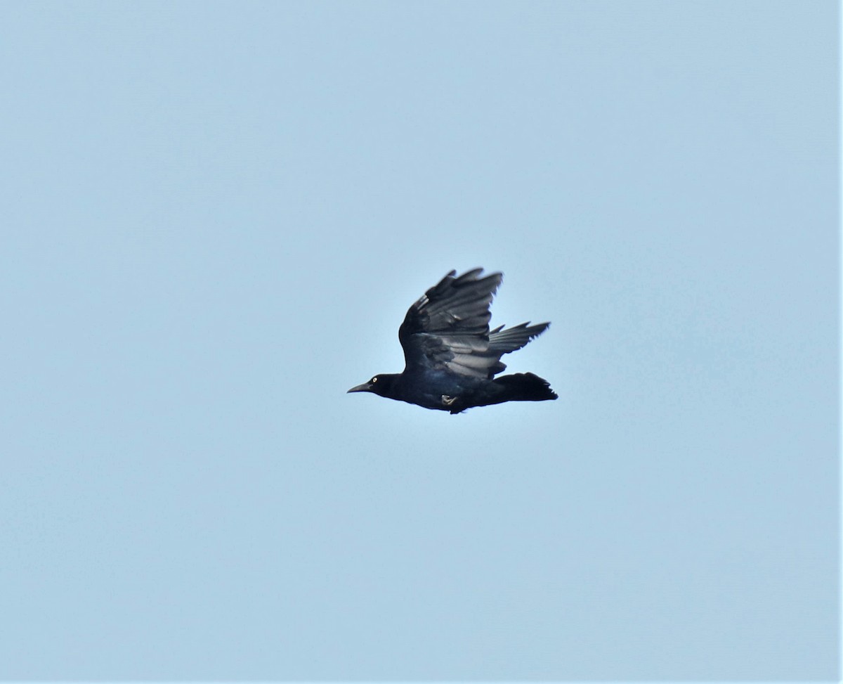 Great-tailed Grackle - ML372094441