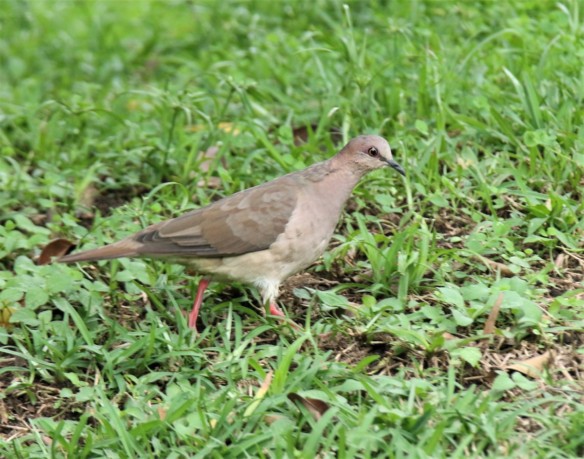 White-tipped Dove - ML372094531