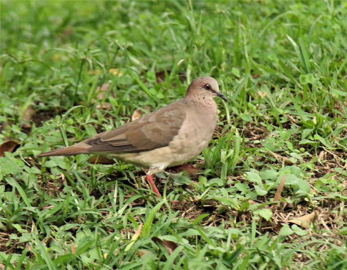 White-tipped Dove - ML372094541