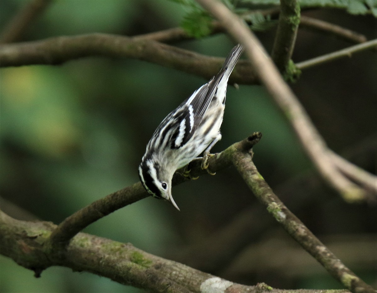 Black-and-white Warbler - ML372094641