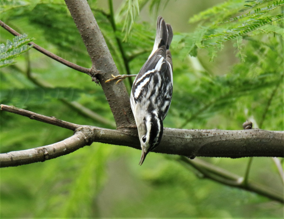 Black-and-white Warbler - ML372094651