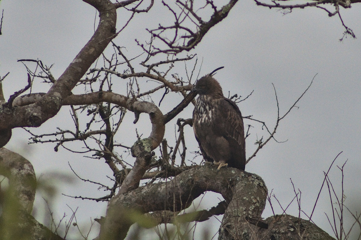 Changeable Hawk-Eagle - ML372095061