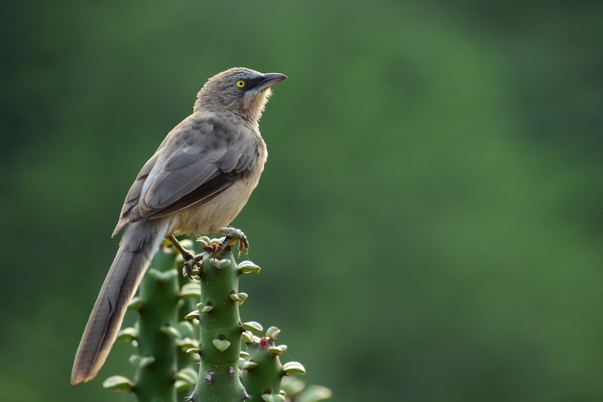 Large Gray Babbler - ML372095511